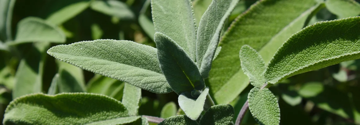 Grüne Salbeiblätter